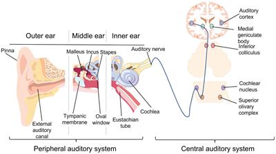 A review of the auditory-gut-brain axis